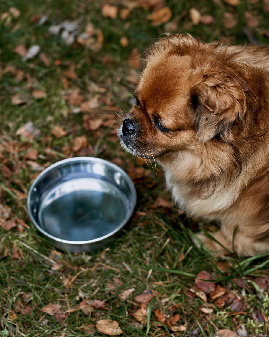 Herre | Afdelinger | Snow Peak | Dog Food Bowl