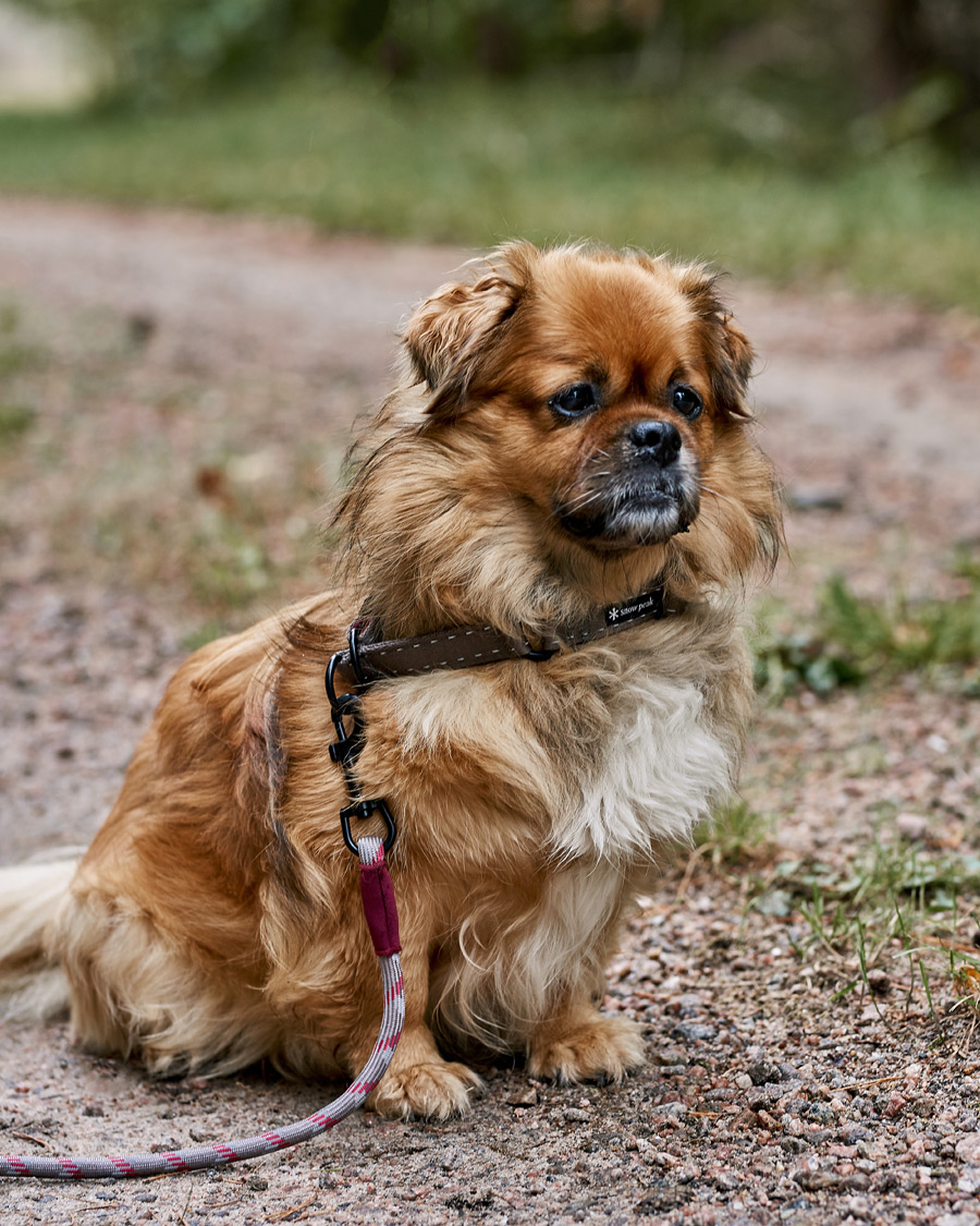 Herre | Afdelinger | Snow Peak | Dog Rope Lead Grey