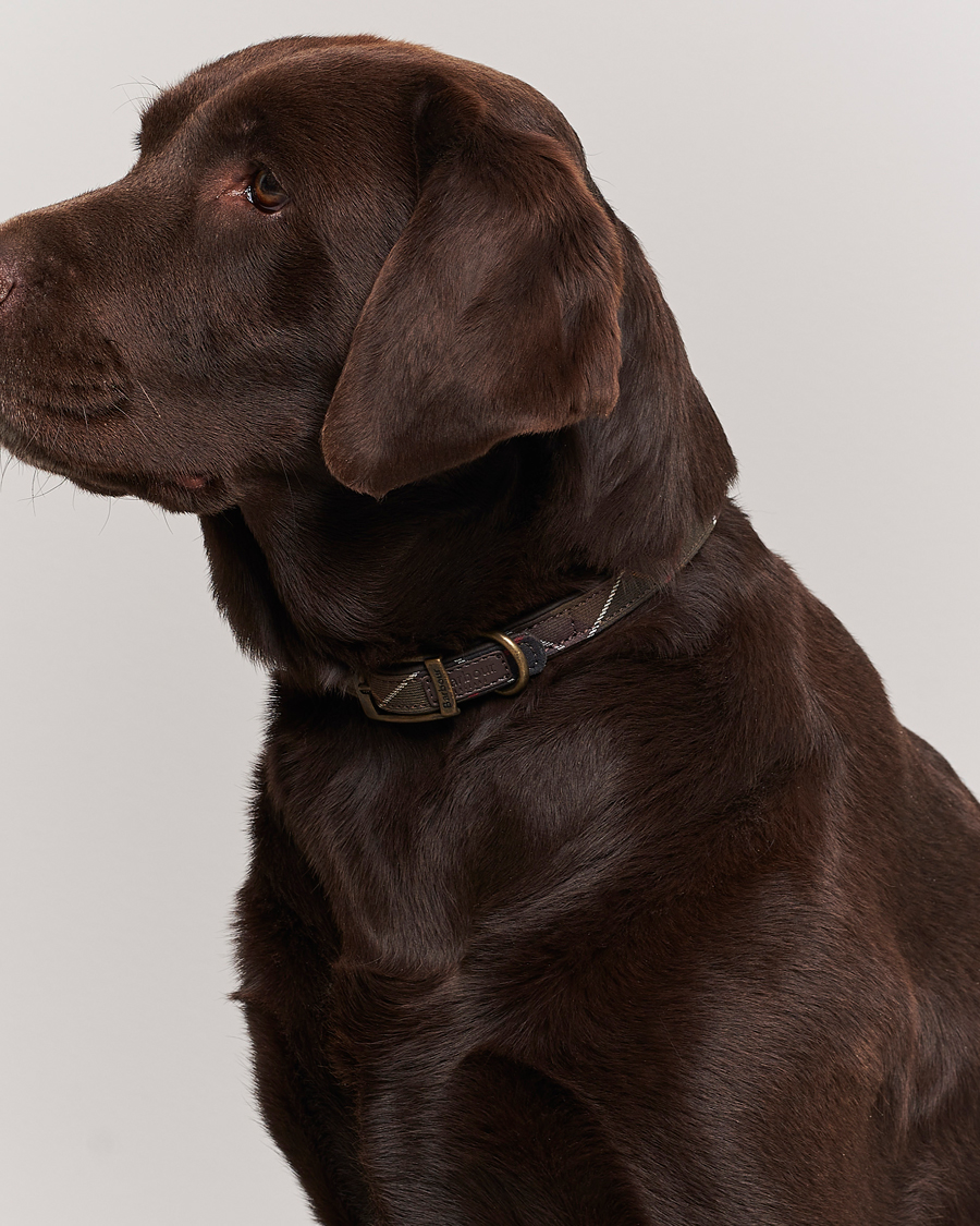 Herre | Barbour Lifestyle Tartan Dog Collar Classic | Barbour Lifestyle | Tartan Dog Collar Classic